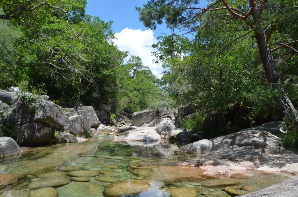 Photographie de la réserve naturelle de Mata da Albergaria dans le parc naturel national du Peneda-Gerês au Portugal.
