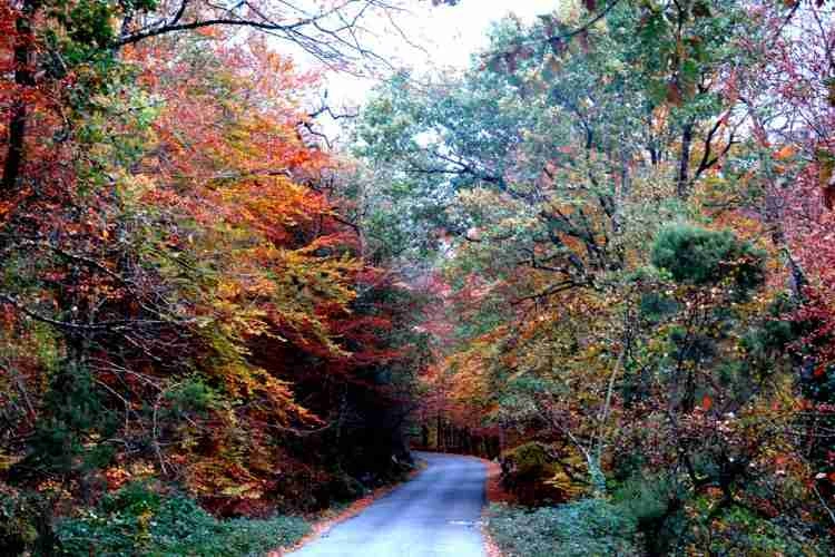 Photographie des couleurs d'automne dans le parc national du Peneda-Gerês.