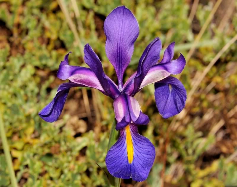 Photographie d'un Iris boissieri, une espèce unique au monde originaire du parc national du Peneda-Gerês.
