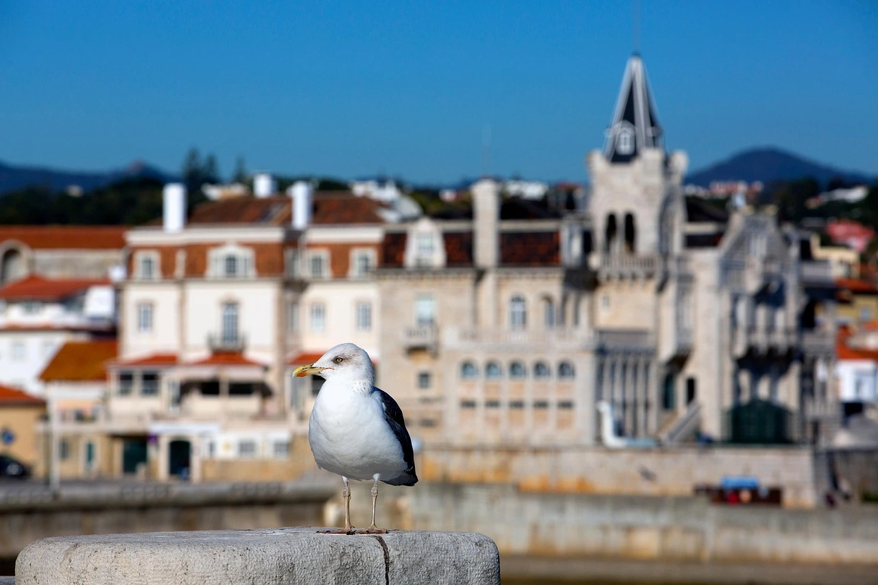 Une mouette au premier plan est posée sur un muret de pierre. En arrière plan on devine une ville côtière portugaise proche de Porto.