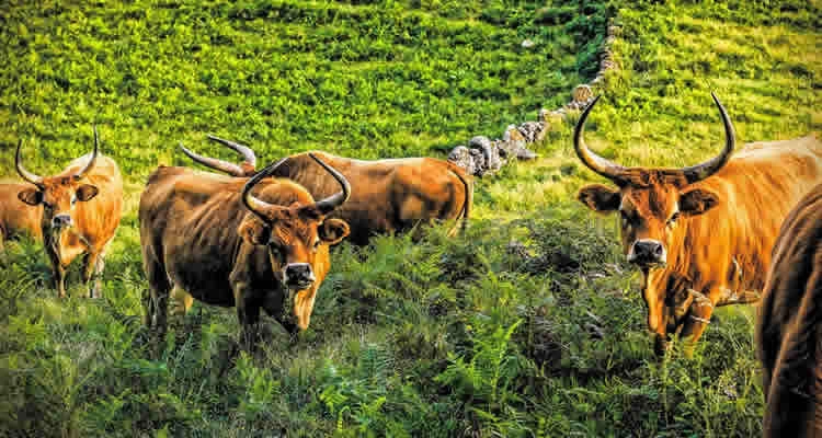Photographies de bœufs Barrosã, espèce originaire du parc national du Peneda-Gerês.